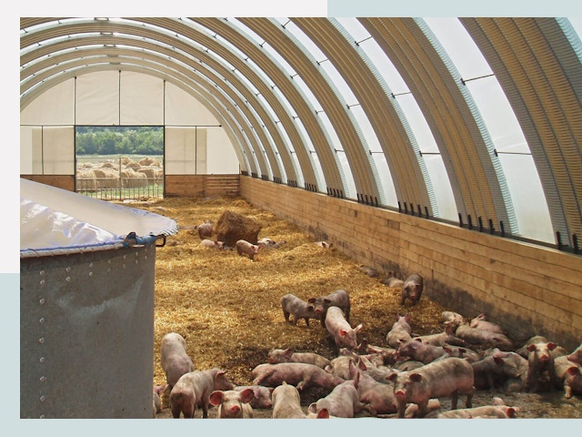 Строительство свинарников в Чайковском